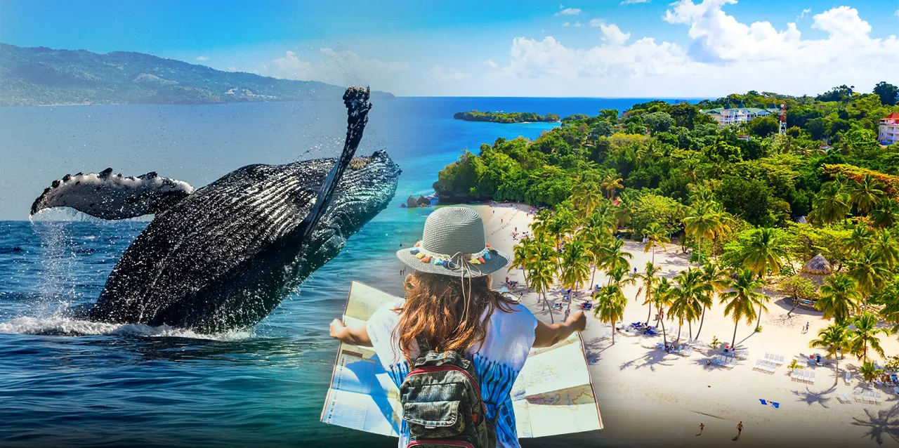 Whale Watching By Travels on